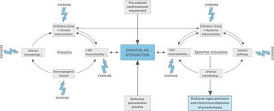 The Effect of Exercise Training During Pregnancy to Improve Maternal Vascular Health: Focus on Gestational Hypertensive Disorders